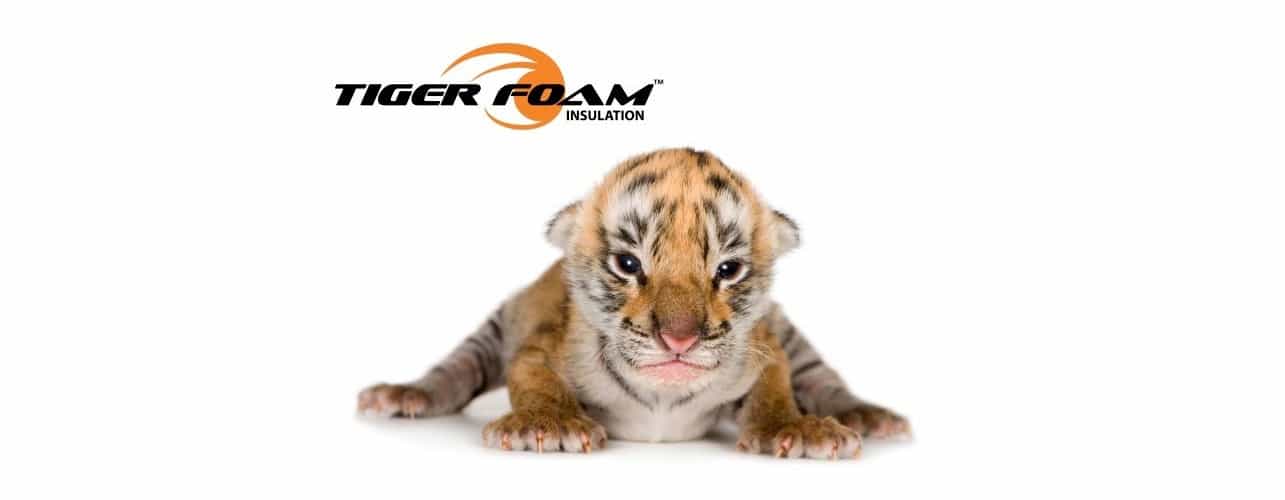 tigerpup